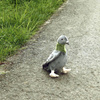PUSH PIGGLE MASCOT, Realistischer Vogel, Taube wie die Echte, ECO 23cm