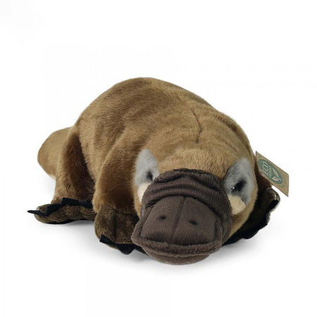 MASKOTKA PLUSZOWA DZIOBAK AUSTRALIJSKI REALISTYCZNY 30cm RAPPA ECO JAK ŻYWY