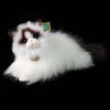 Peluche realistico gatto Ragdoll Mascotte sdraiato 35 cm Rappa ecologica