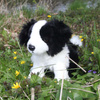 MASKOTKA PLUSZOWA PIES BORDER COLLIE REALISTYCZNY 30cm RAPPA ECO JAK ŻYWY