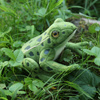 Rappa - Plush realistic green frog stuffed animal 19 cm Eco-Friendly